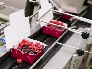Chaîne de production dans l'Industrie Agroalimentaire, étiquetage barquettes de fruits
